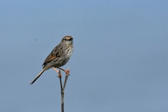 Cisticola subruficapilla