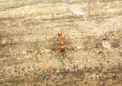 Myrmarachne clavigera