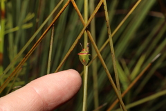 Cuspicona apothoracica