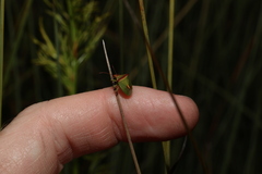 Cuspicona apothoracica