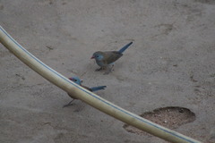 Uraeginthus cyanocephalus