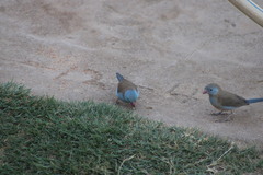Uraeginthus cyanocephalus