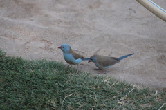 Uraeginthus cyanocephalus