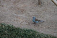 Uraeginthus cyanocephalus
