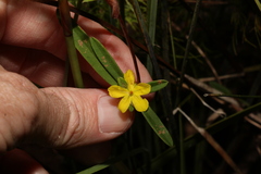 Hibbertia salicifolia
