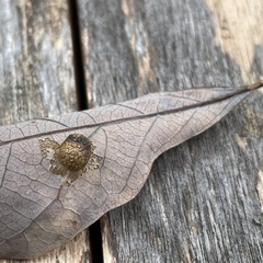 Acraspis pezomachoides