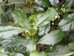 Tabernaemontana divaricata