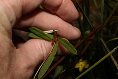 Hibbertia salicifolia