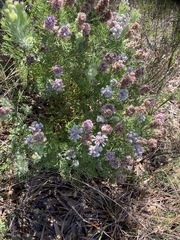 Paranomus abrotanifolius