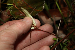Hibbertia salicifolia
