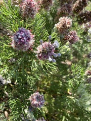 Paranomus abrotanifolius