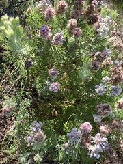 Paranomus abrotanifolius