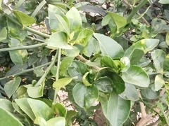 Citrus × aurantiifolia