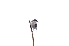 Tachycineta albiventer