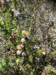 Leucospermum truncatulum