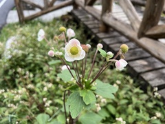 Eriocapitella vitifolia