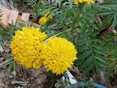 Tagetes erecta