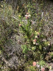 Leucospermum truncatulum
