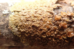 Melanohalea multispora