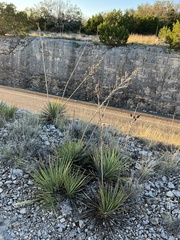 Yucca reverchonii