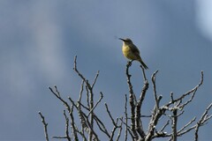 Anthobaphes violacea