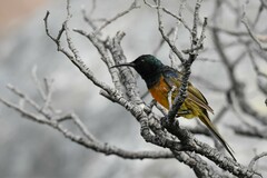 Anthobaphes violacea