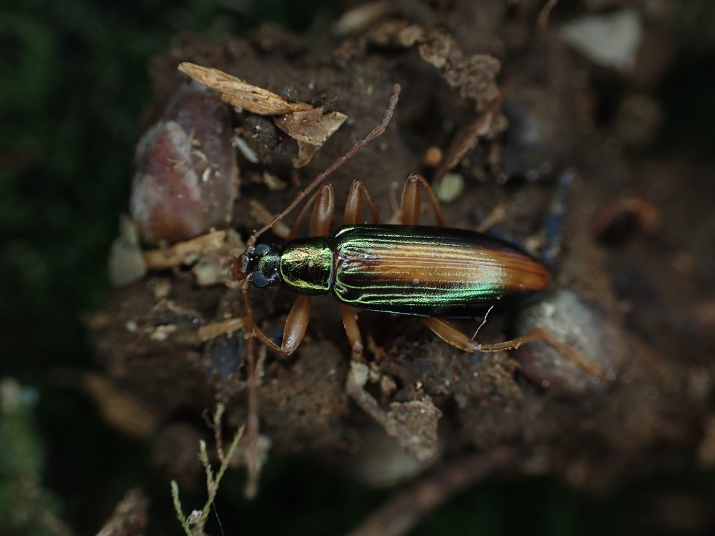 Allecula pulchella