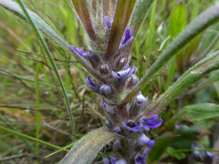 Ajuga australis
