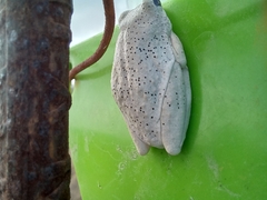 Hyperolius viridiflavus