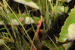 Eurychorda complanata