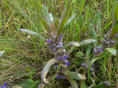 Ajuga australis