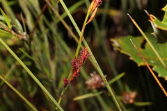 Eurychorda complanata