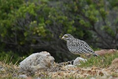 Burhinus capensis