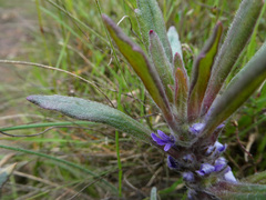 Ajuga australis