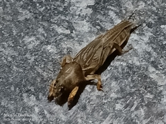 Neoscapteriscus borellii