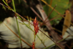 Eurychorda complanata