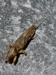 Neoscapteriscus borellii