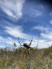 Argiope australis