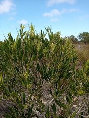Olea exasperata