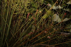 Eurychorda complanata