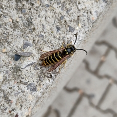Vespula