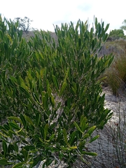 Olea exasperata
