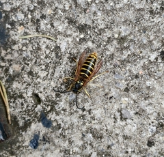 Vespula
