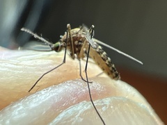 Culex quinquefasciatus