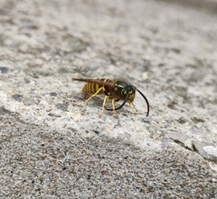 Vespula