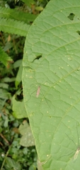 Gnophomyia tristissima