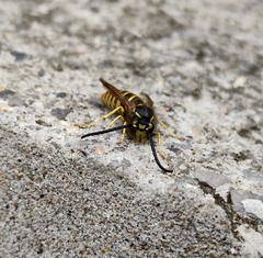 Vespula