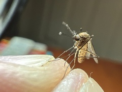 Culex quinquefasciatus