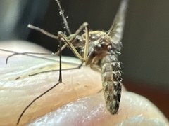 Culex quinquefasciatus