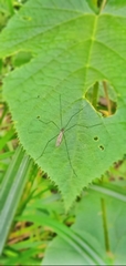 Gnophomyia tristissima